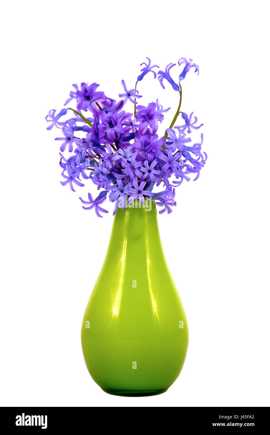 Droit isolé sur fond blanc bouquet de fleurs bleues dans un glassgreen vasee Banque D'Images