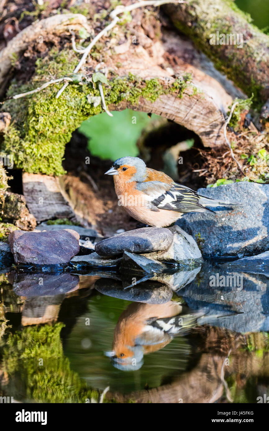 Un pinson mâle reflète dans l'eau d'un petit jardin piscine au printemps. Banque D'Images