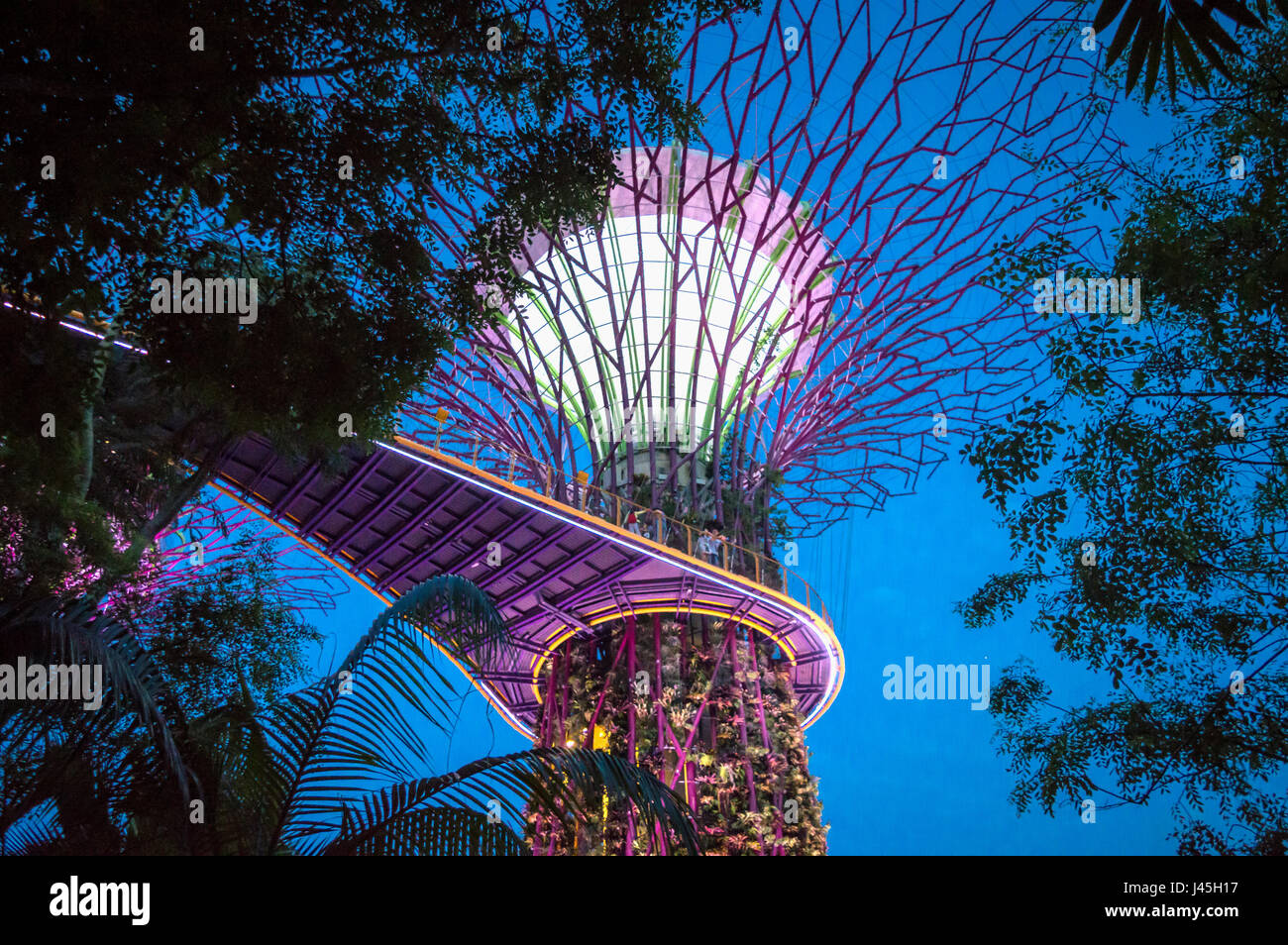 Supertree grove de nuit dans des jardins au bord de la bay, Singapour Banque D'Images