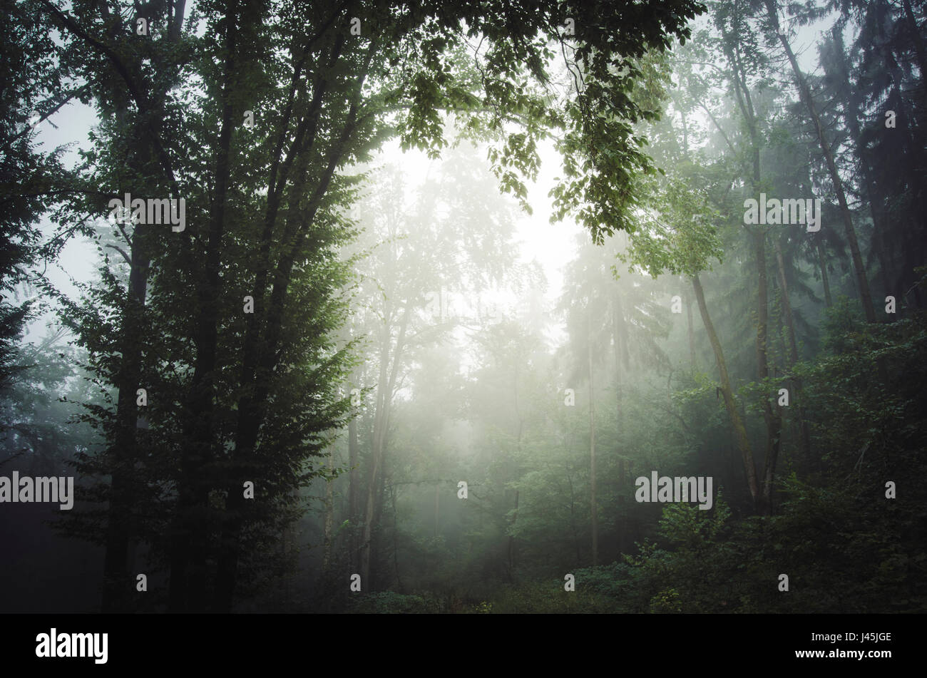 Arrière-plan de la forêt de brouillard Banque D'Images