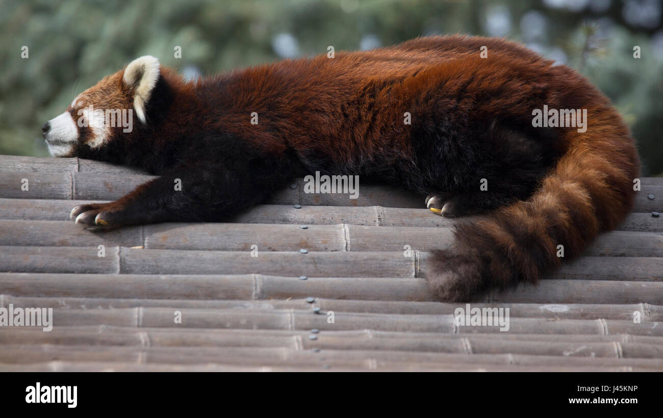 Le panda rouge (Ailurus fulgens) dormir sur le toit de bambou Banque D'Images
