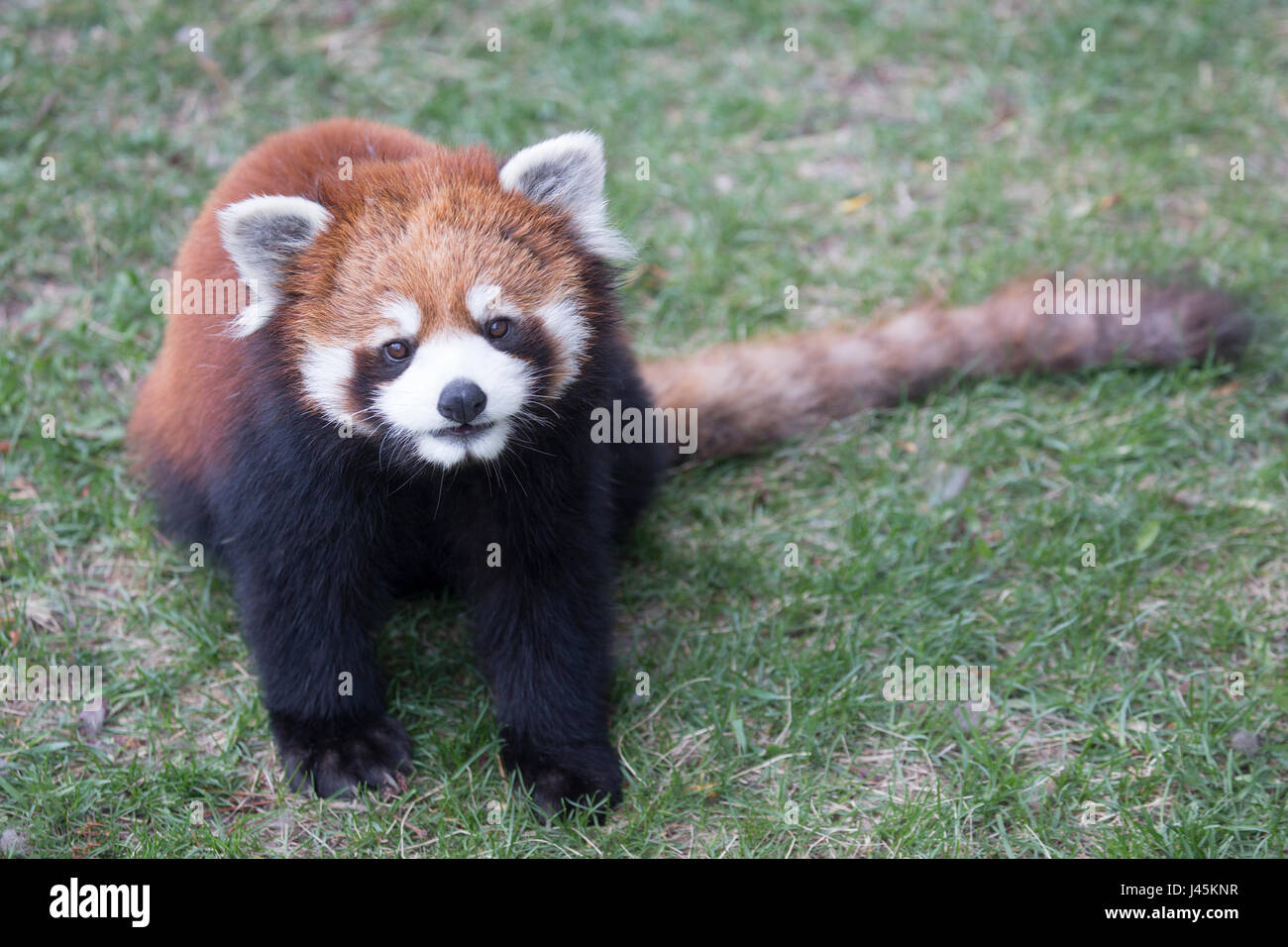 Panda rouge. Ailurus fulgens. Banque D'Images