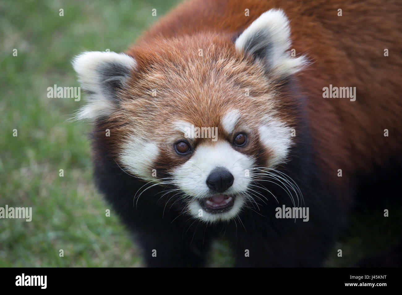 Visage de Panda rouge (Ailurus fulgens) Banque D'Images