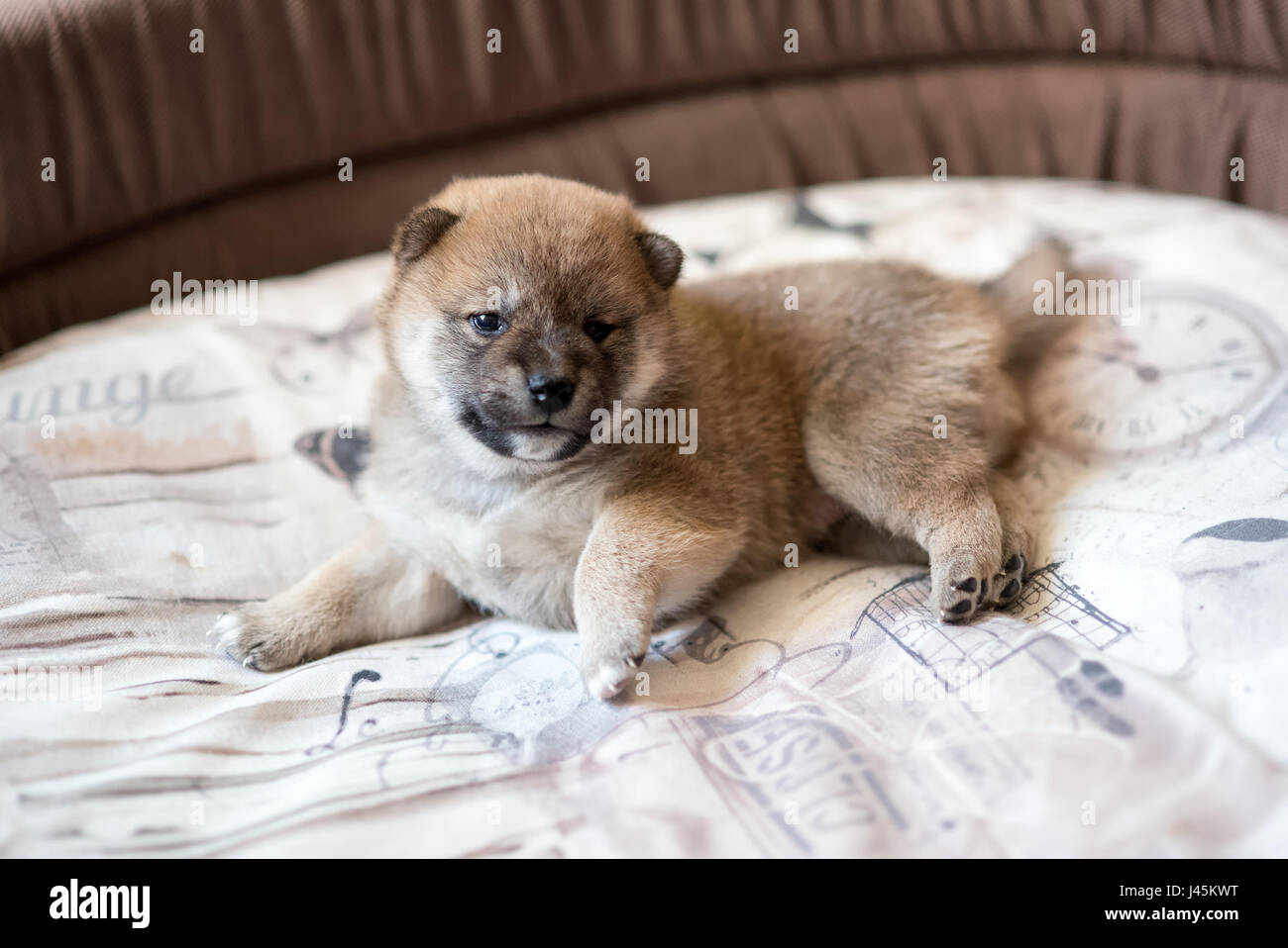Vue latérale du Shiba Inu cute puppy dog lying in basket Banque D'Images
