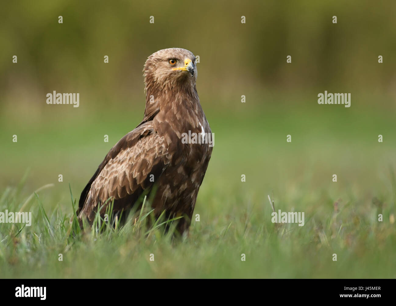 L'aigle pomarin (Clanga pomarina) Banque D'Images