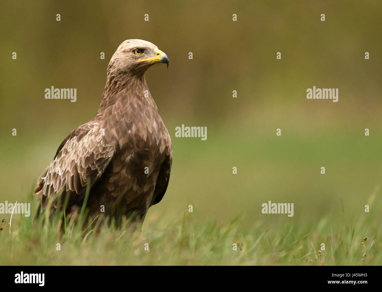 L'aigle pomarin (Clanga pomarina) Banque D'Images