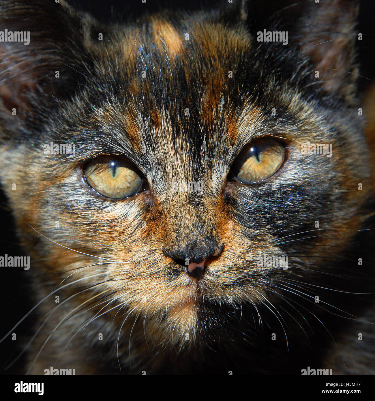 Chaton a coloration inhabituelle de l'orange, noir et brun. Gros plan du visage de chats orange plissant les yeux à fentes dans le soleil. Banque D'Images