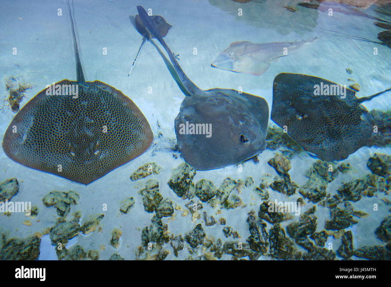 Stingray électrique Banque D'Images