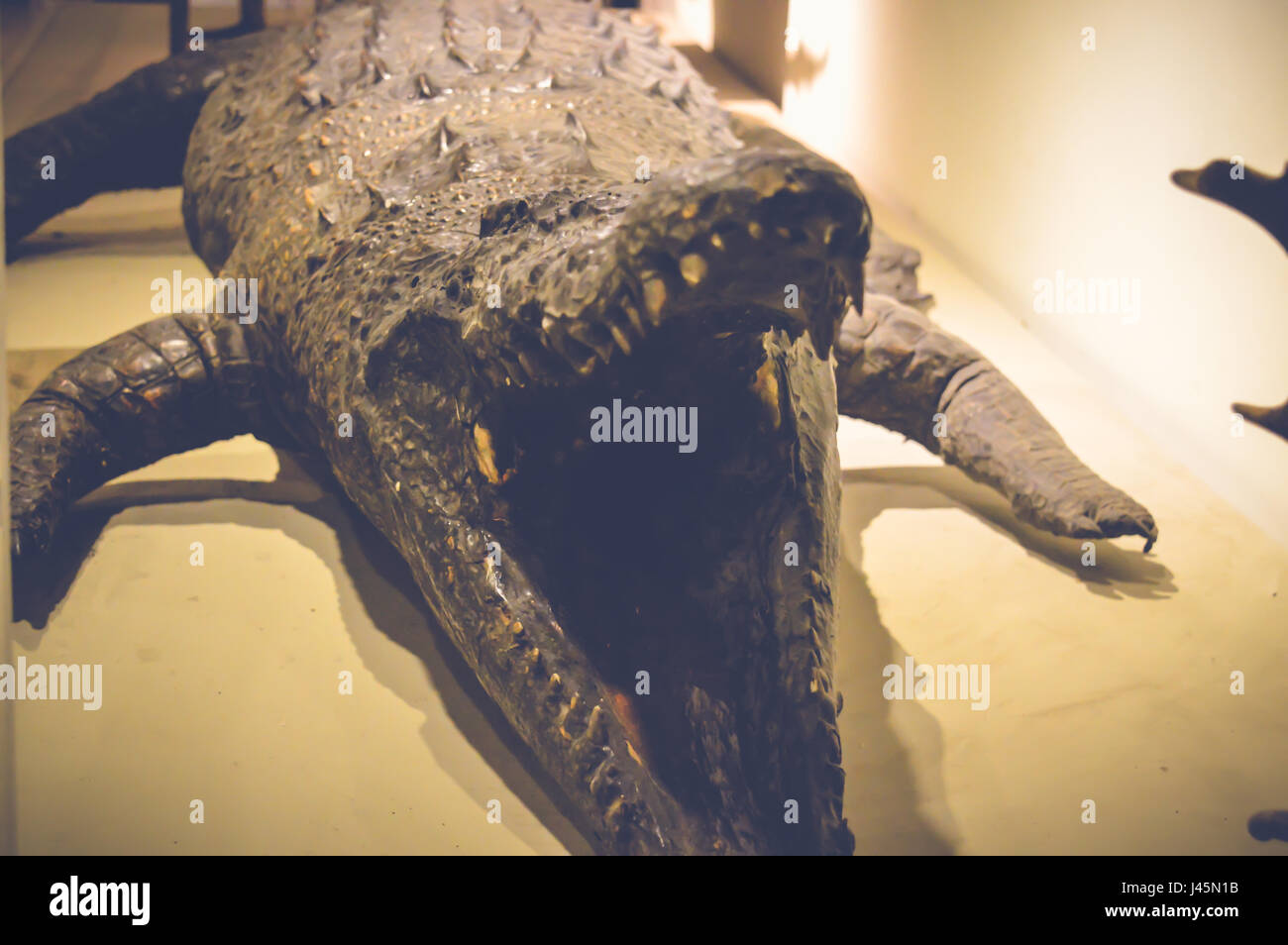 Le Caire, Egypte, 6 mai 2017 : crocodilus niloticus musée de la chasse à l'intérieur statue de Muhammad Ali à manial palace Banque D'Images