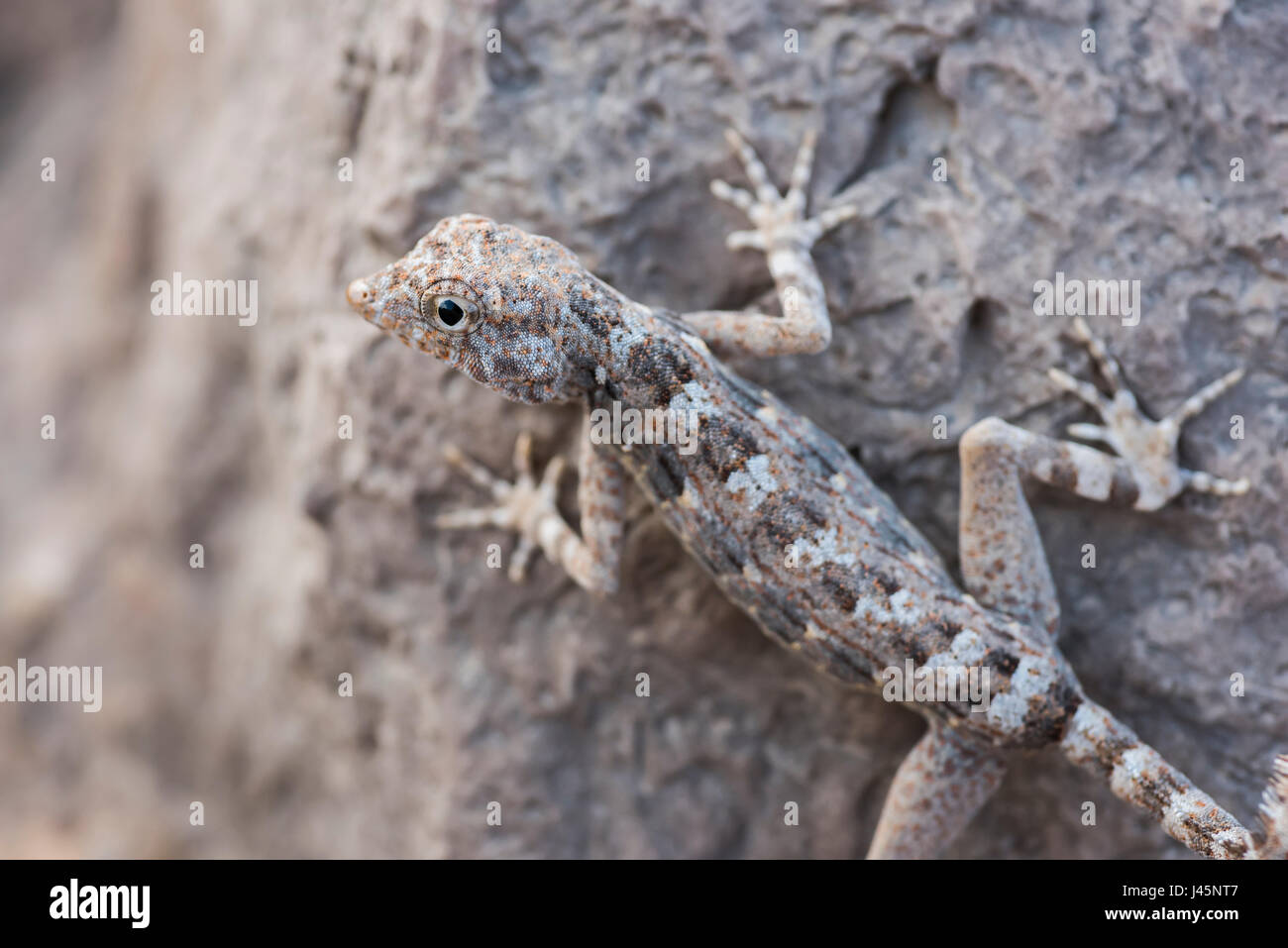 Sémaphore gecko sur une roche, trouvée à Ras HADD, Sultanat d'Oman, observation de la faune, espèces de reptiles Banque D'Images