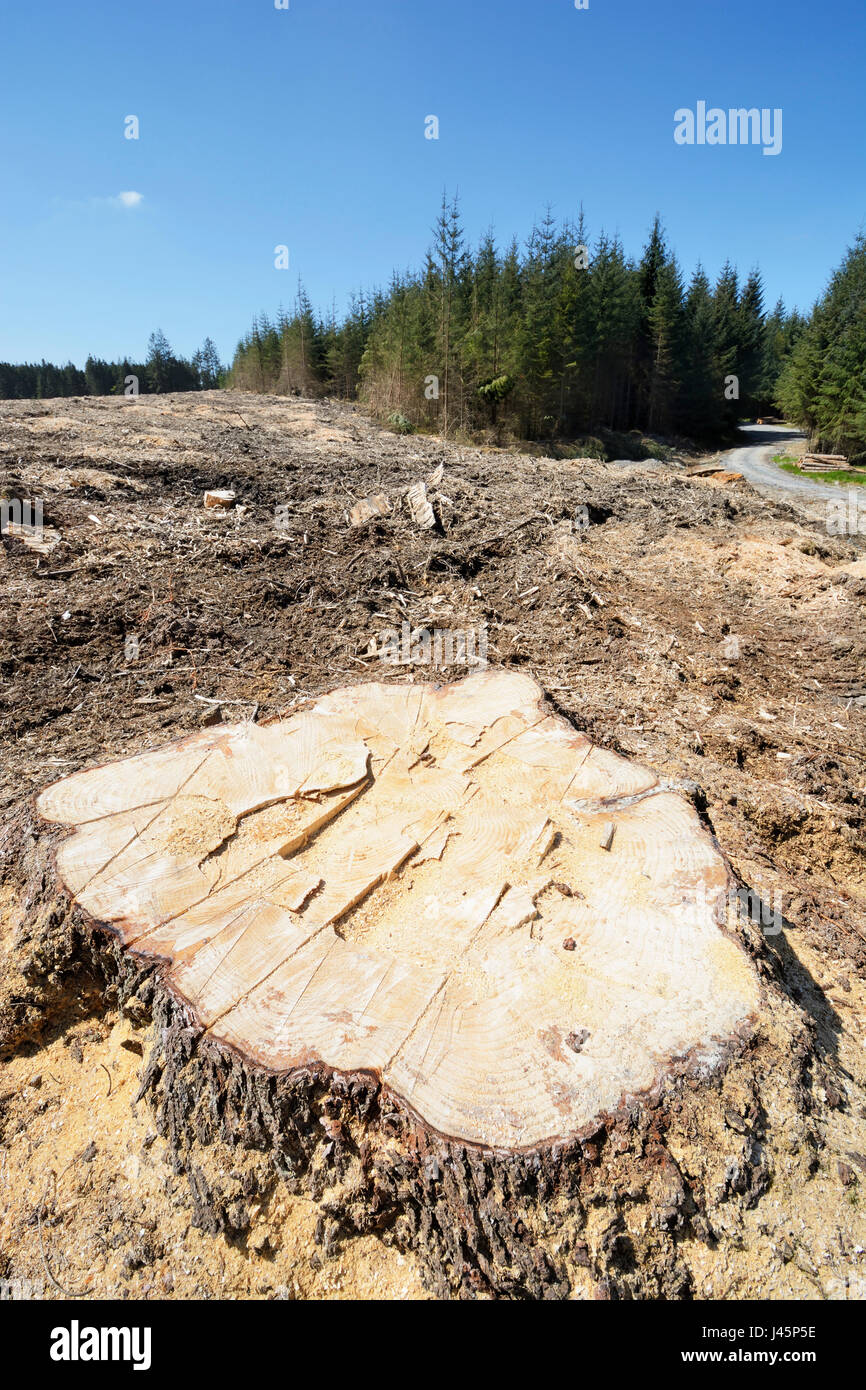 La déforestation montrant une zone de forêt dans le Nord du Pays de Galles qui a été récoltée et la majorité des pins et de leurs racines. Banque D'Images