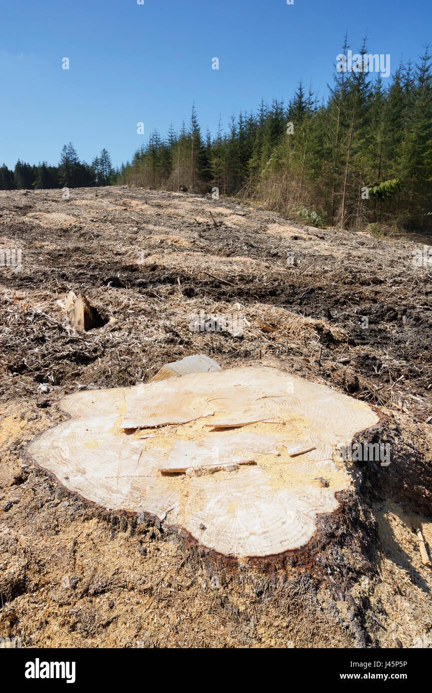 La déforestation montrant une zone de forêt dans le Nord du Pays de Galles qui a été récoltée et la majorité des pins et de leurs racines. Banque D'Images