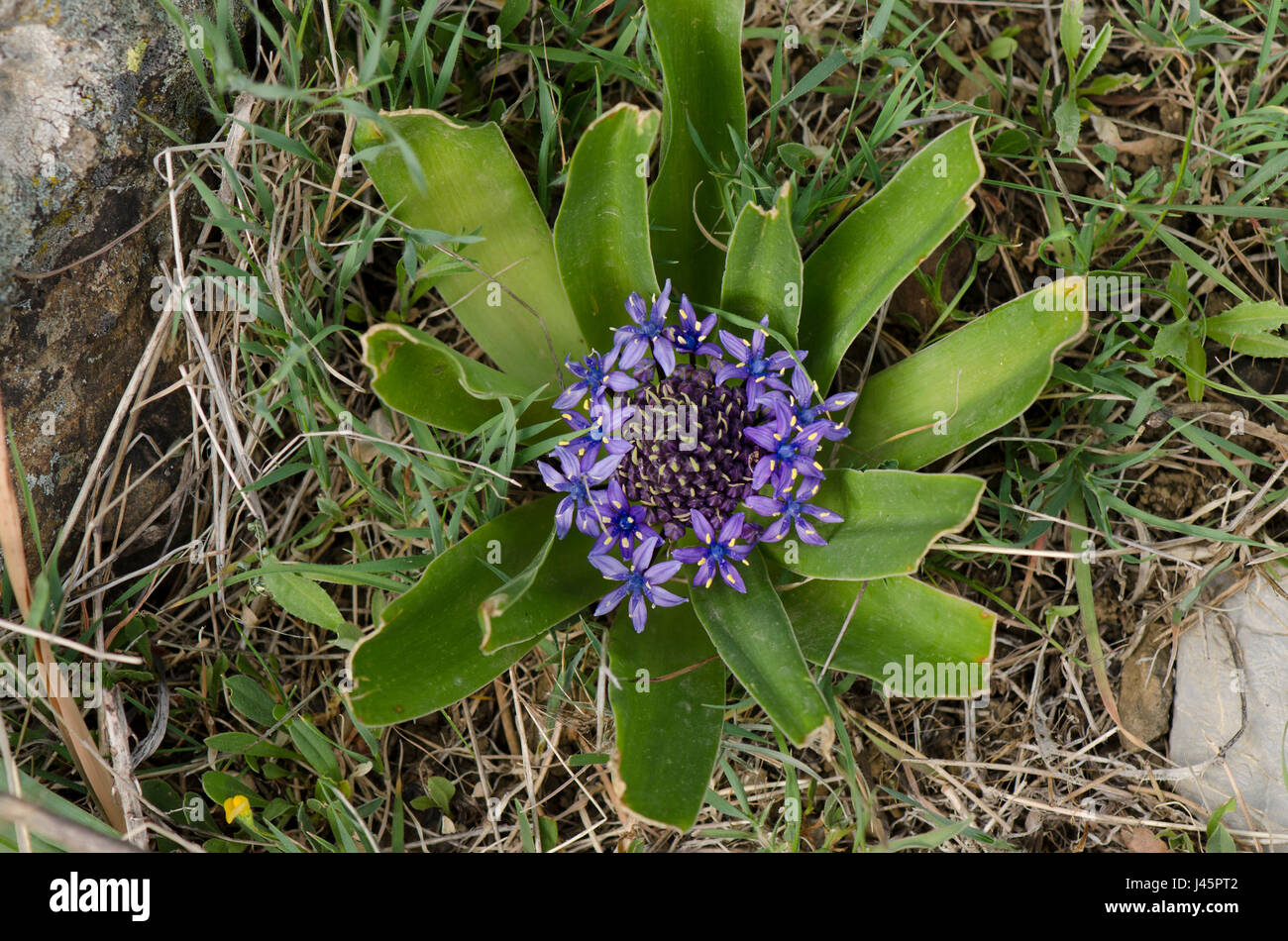 Lily péruvienne, Scilla peruviana meadow en Andalousie, Espagne Banque D'Images