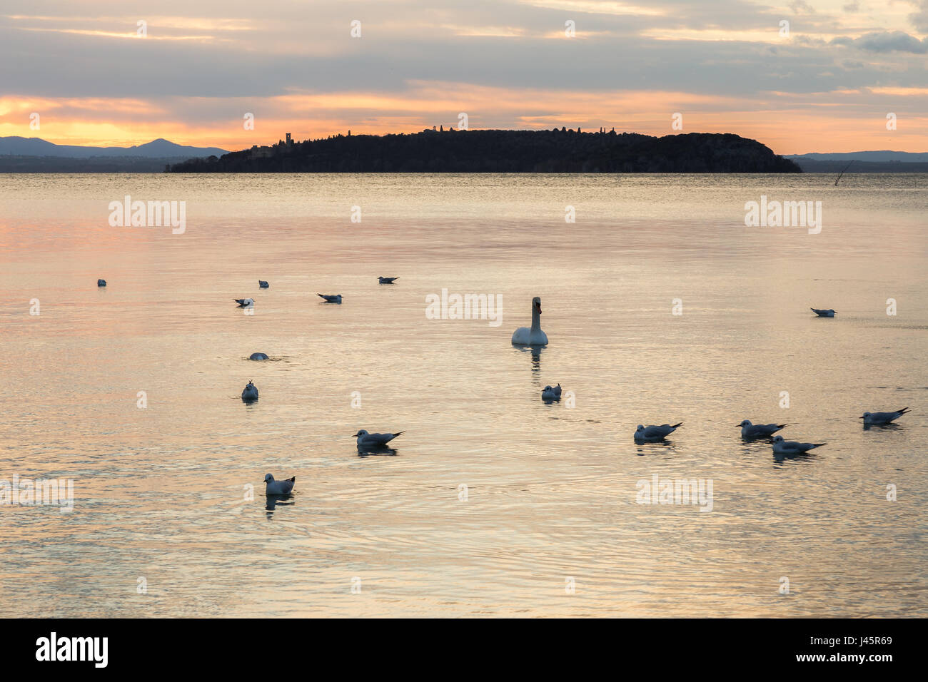 Un groupe de cygnes sur un lac au coucher du soleil, avec une faible lumière et couleurs chaudes Banque D'Images