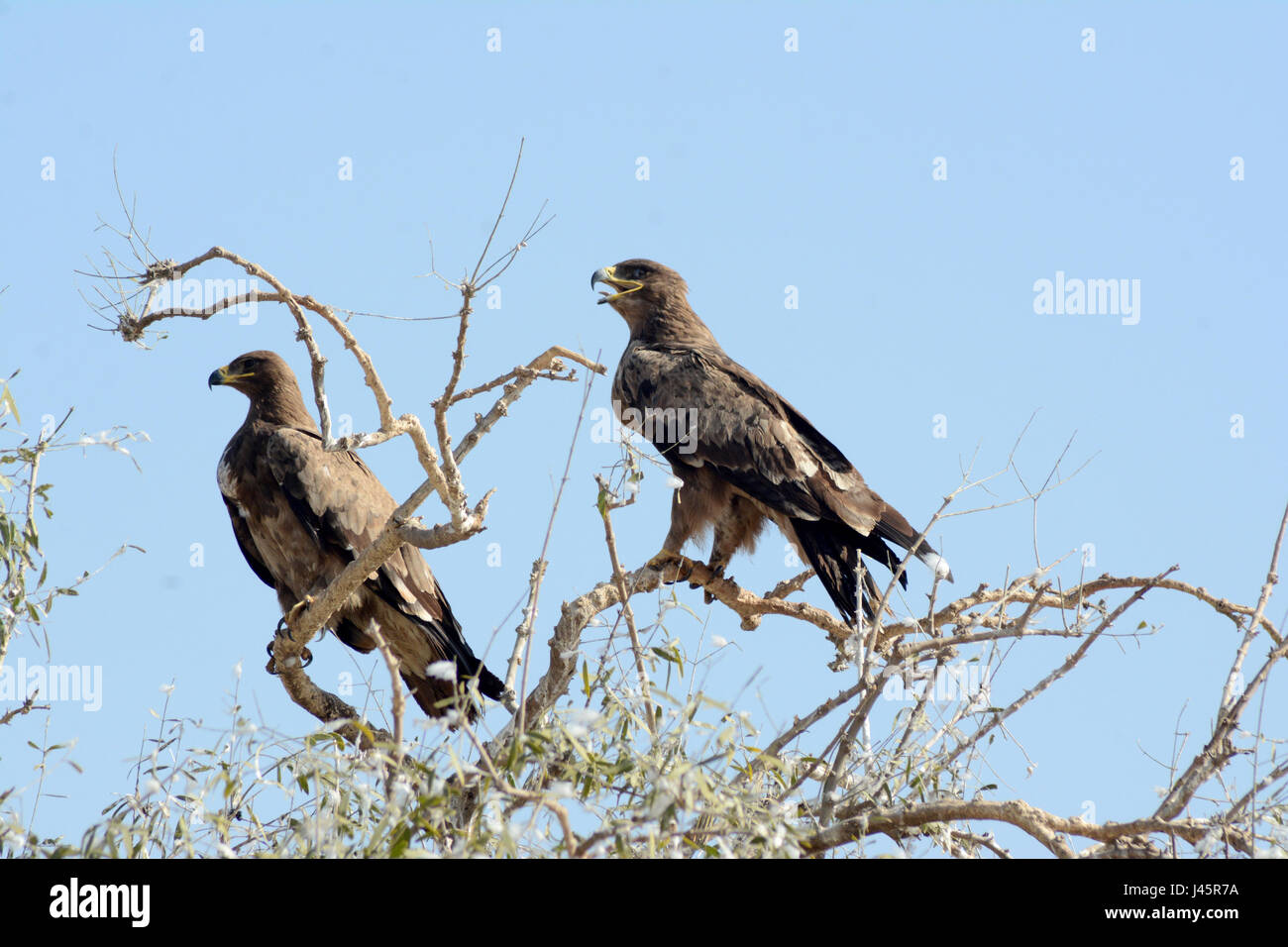 Aigle des steppes Banque D'Images