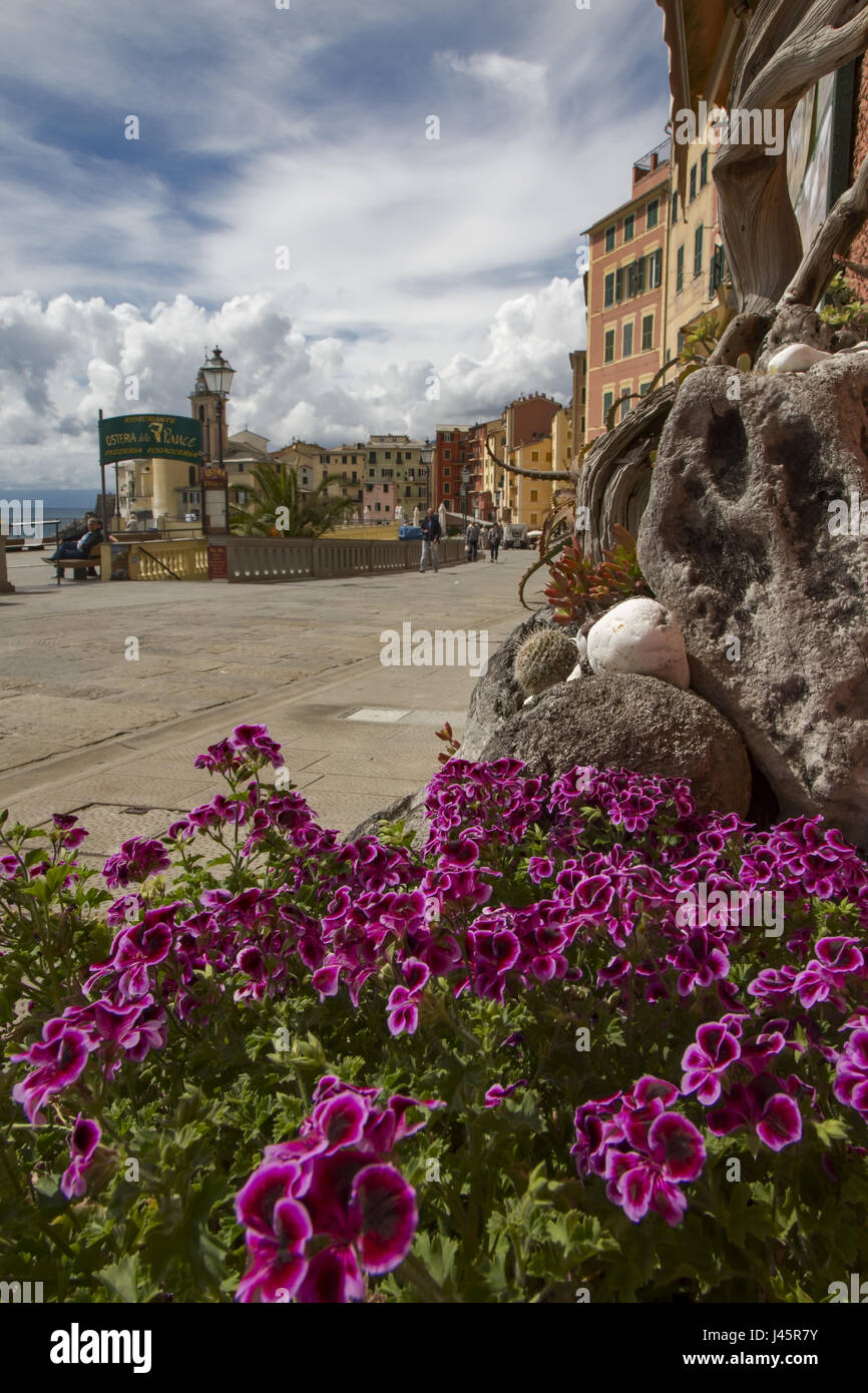 Vue de la promenade du bord de mer à plus d'un groupe de Jolie fleurs de printemps, un village de pêcheurs et station touristique populaire sur l'Italia Banque D'Images