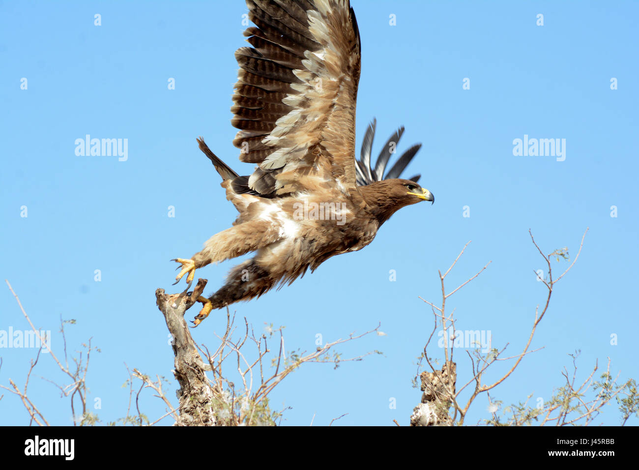 Comportement DES OISEAUX FLOCAGE Banque D'Images