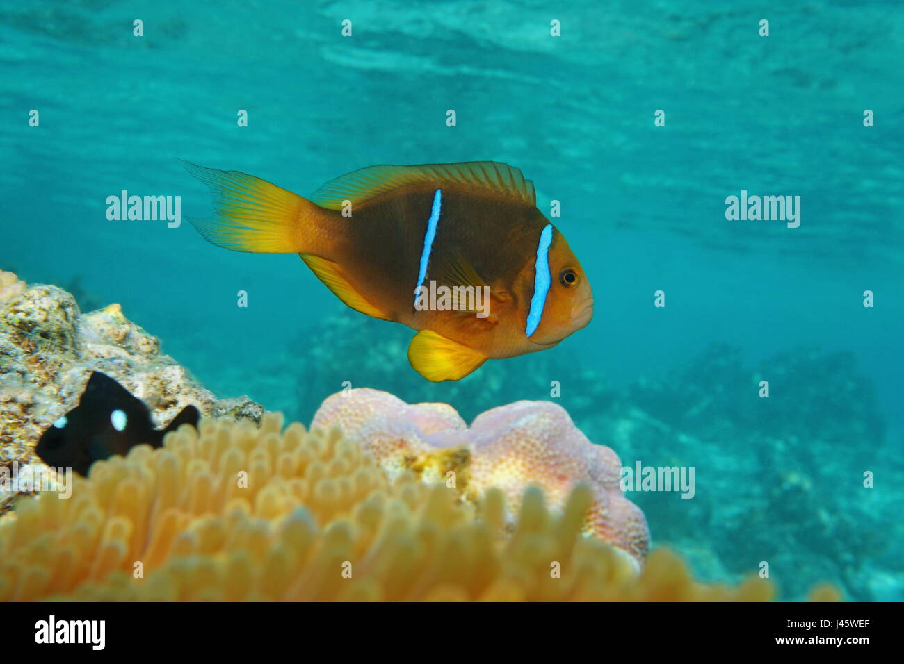 Poissons tropicaux poissons clowns Amphiprion chrysopterus, orange-fin poisson clown sous l'eau dans l'océan Pacifique, Polynésie Française Banque D'Images
