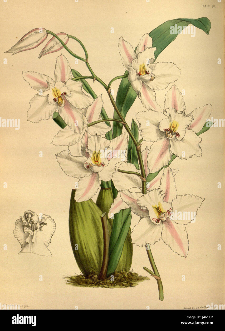 Une illustration botanique d'Odontoglossum nobile, une espèce d'orchidée connue pour son aspect frappant, créée par Paxton. Banque D'Images
