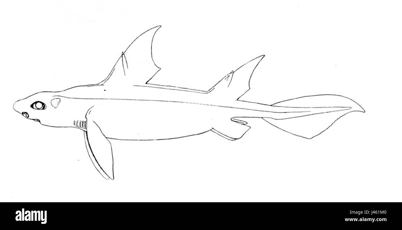 Oxynotus centrina est une espèce de requin que l'on trouve dans les eaux profondes, en particulier dans l'Atlantique est. Il se caractérise par ses caractéristiques distinctes et ses observations rares, ce qui le rend intéressant pour les biologistes marins et les amateurs de requins. Banque D'Images