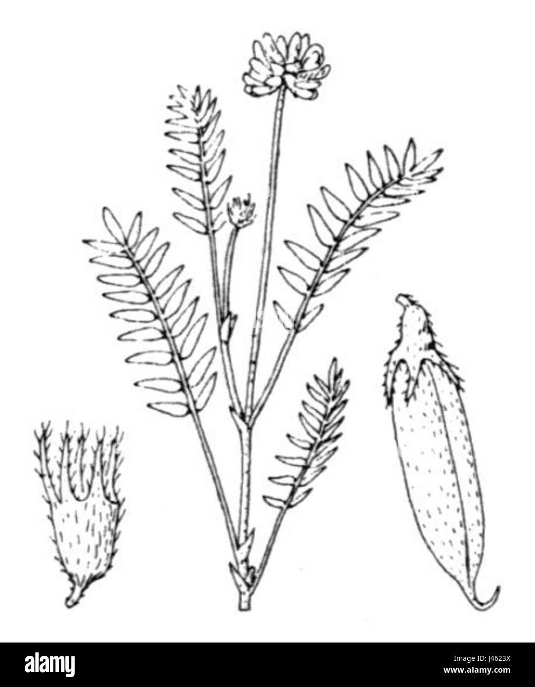 Oxytropis lapponica Banque D'Images