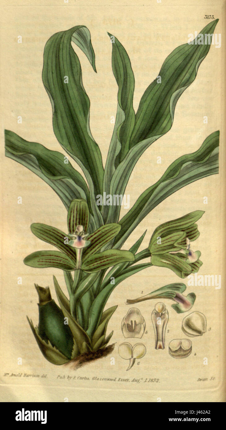 Pabstia placanthera placanthera (comme Maxillaria) Curtis' 59 (N.-É.) 6) pl. 3173 (1832) Banque D'Images