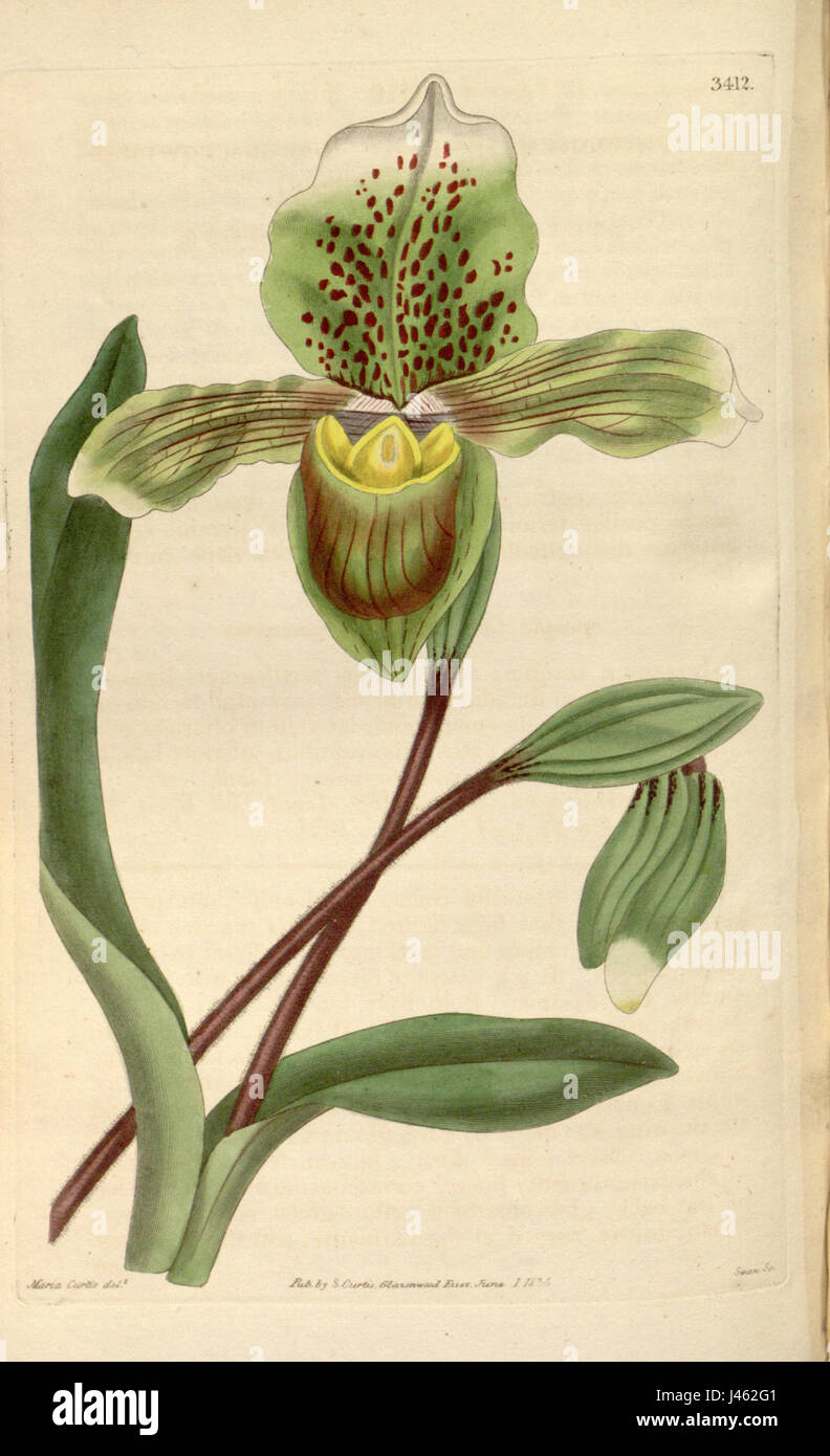 Paphiopedilum insigne insigne (comme Cypripedium) Curtis' 62 (N.-É.) 9) pl. 3412 (1835) Banque D'Images
