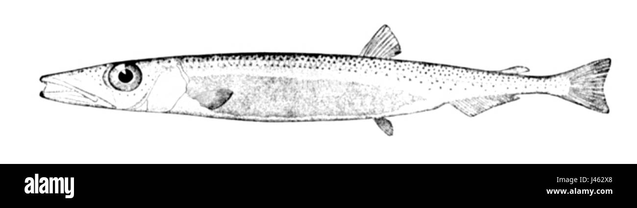 Coregonoides Paralepis Banque D'Images Coregonoides Paralepis Banque D'Images