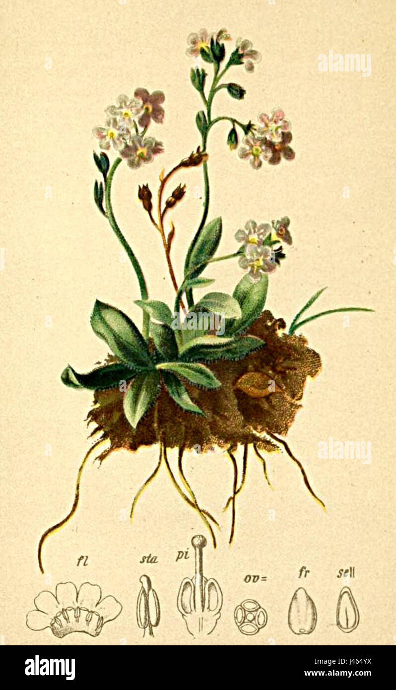 Myosotis alpestris Atlas Agnesn Banque D'Images