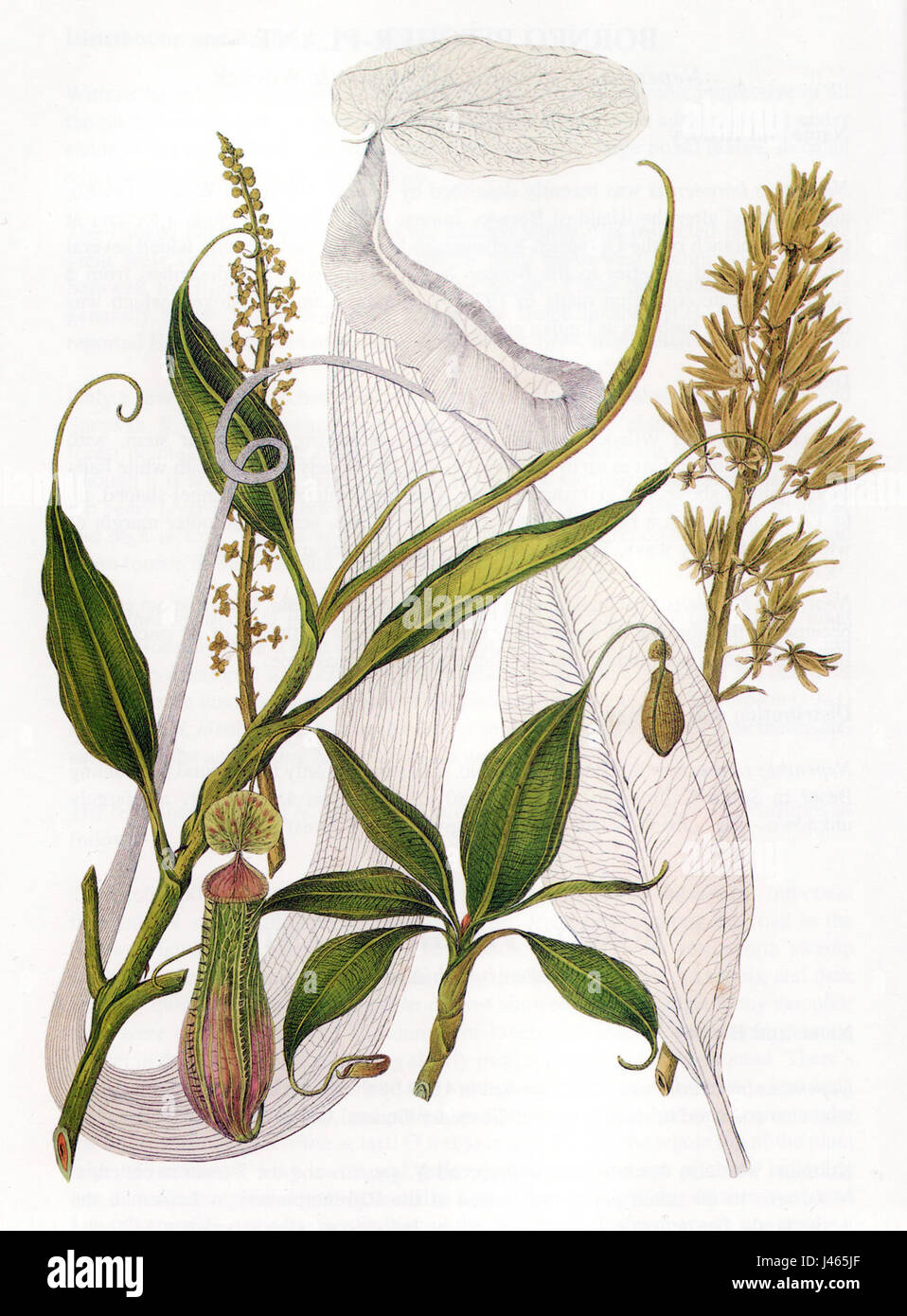 Ce travail explore l'espèce Nepenthes boschiana, une plante tropicale unique en son genre, détaillant ses caractéristiques botaniques et sa classification au sein du genre Nepenthes. Banque D'Images