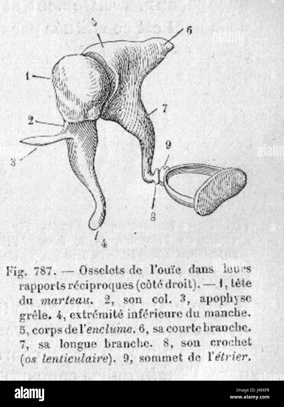 Illustration scientifique tirée de OS ou Moy de Railliet (1895), représentant des vers parasites, accompagnée d'un dessin de Meyers Konversations-Lexikon. Banque D'Images