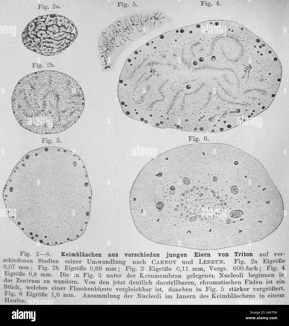 'O. Hertwig 1906 Fig 2 6' se réfère probablement à une figure tirée d'une publication scientifique de O. Hertwig en 1906. La figure pourrait être liée à ses recherches en biologie ou en embryologie. Banque D'Images