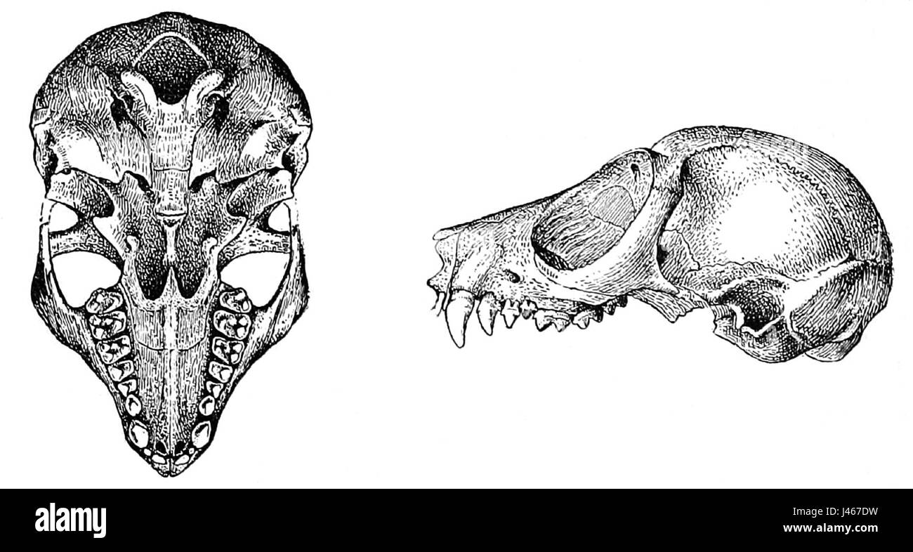 Nycticebus pygmaeus crâne Banque D'Images