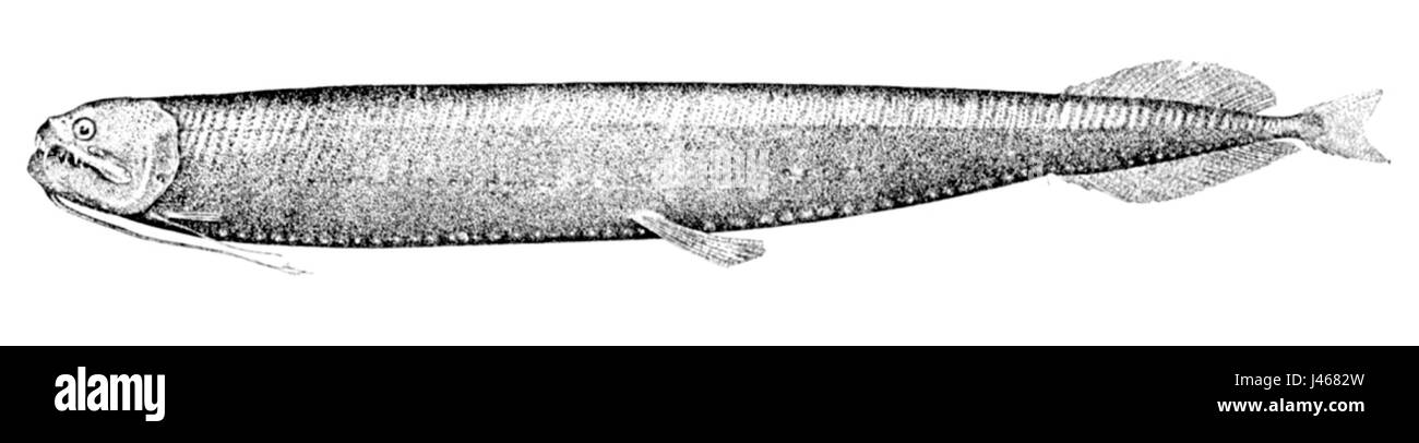 Opostomias micripnus Banque D'Images