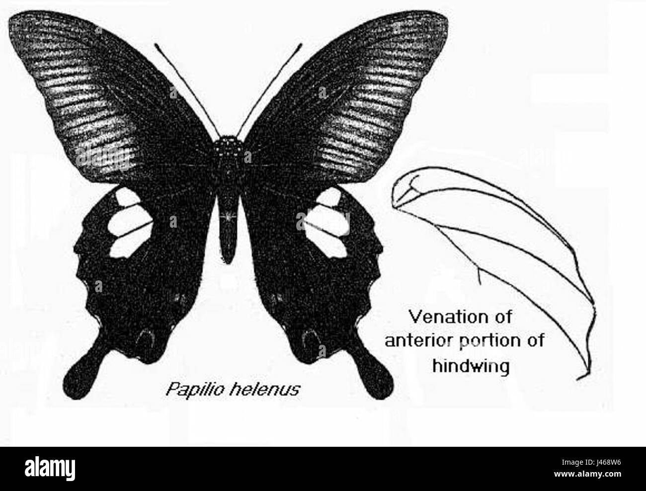 Papilio helenus bingham Banque D'Images