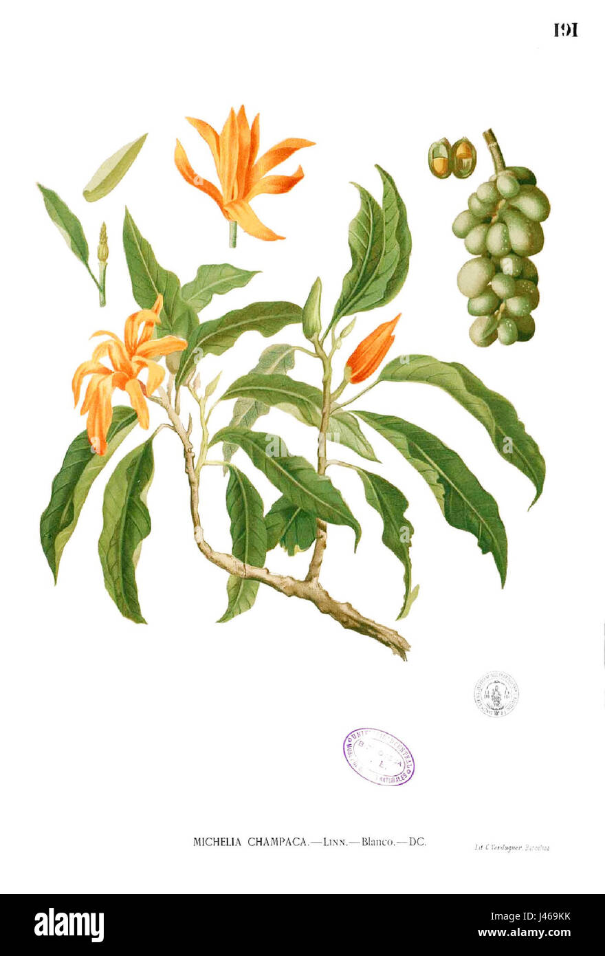 Michelia champaca Blanco1.1911 fait référence à une espèce végétale communément connue sous le nom d'arbre Champaca, originaire d'Asie du Sud-est, appréciée pour ses fleurs parfumées et ses propriétés médicinales. Banque D'Images