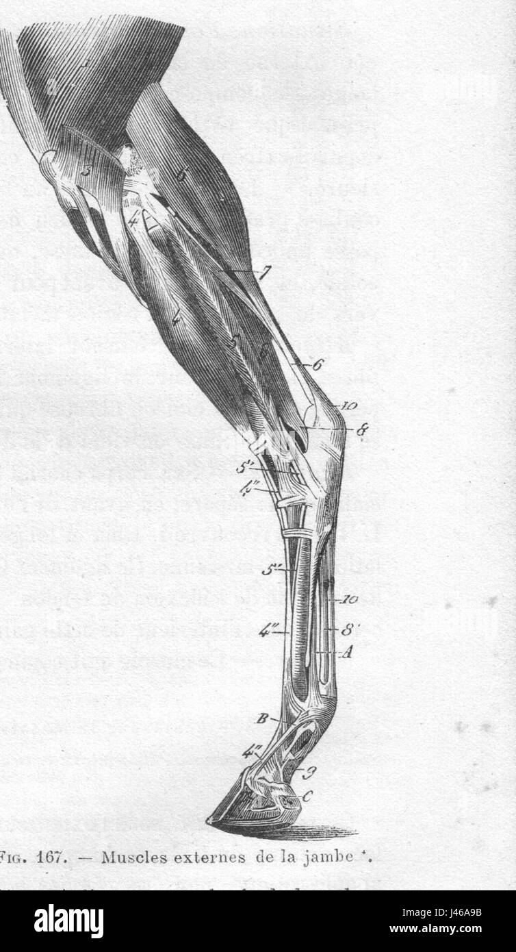 Illustration ou étude anatomique réalisée par Chauveau à partir de 1890, représentant les muscles du corps du cheval, en se concentrant éventuellement sur les muscles caudaux et externes. Banque D'Images