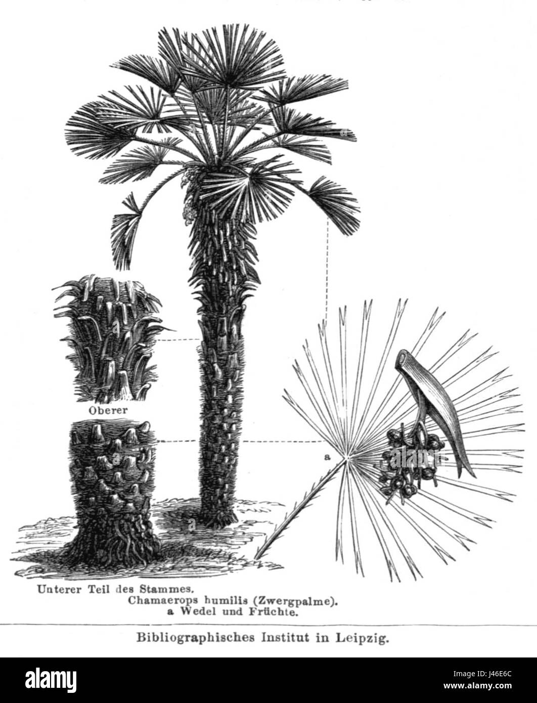 Chamaerops humilis, communément appelé palmier européen, est une espèce originaire de la région méditerranéenne. Cette plante est reconnue pour ses feuilles en éventail et son adaptabilité aux différents climats. Il est souvent utilisé dans l'aménagement paysager et le jardinage ornemental. Banque D'Images