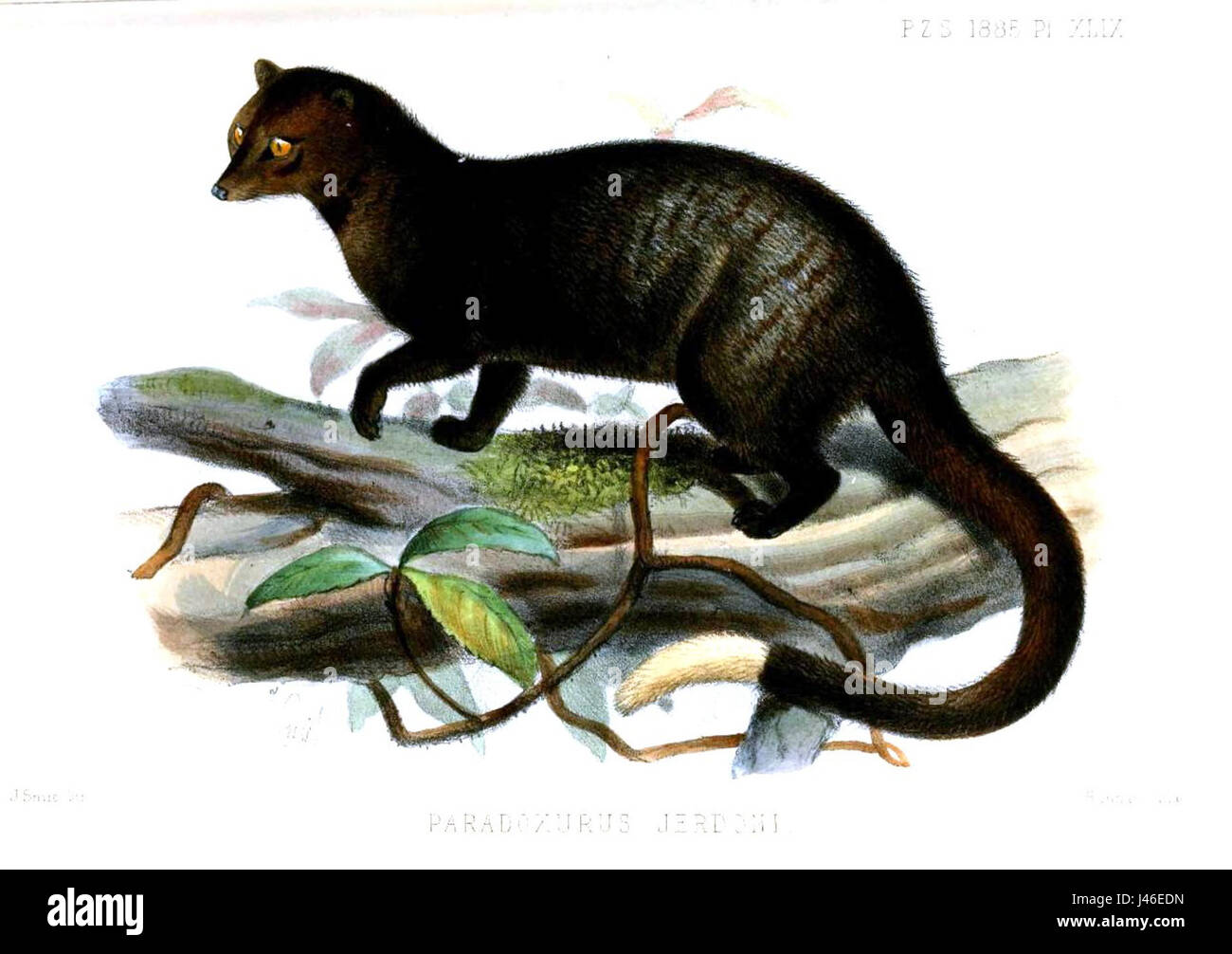 ParadoxurusJerdoniSmit Banque D'Images