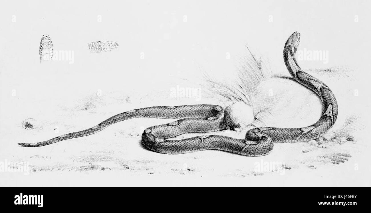 Oligodon signatus est une espèce de serpent trouvée en Asie du Sud-est, communément appelée serpent kukri rayé. Il est reconnu pour ses marques distinctives et son caractère non venimeux. Cette espèce habite principalement les prairies et les forêts. Banque D'Images