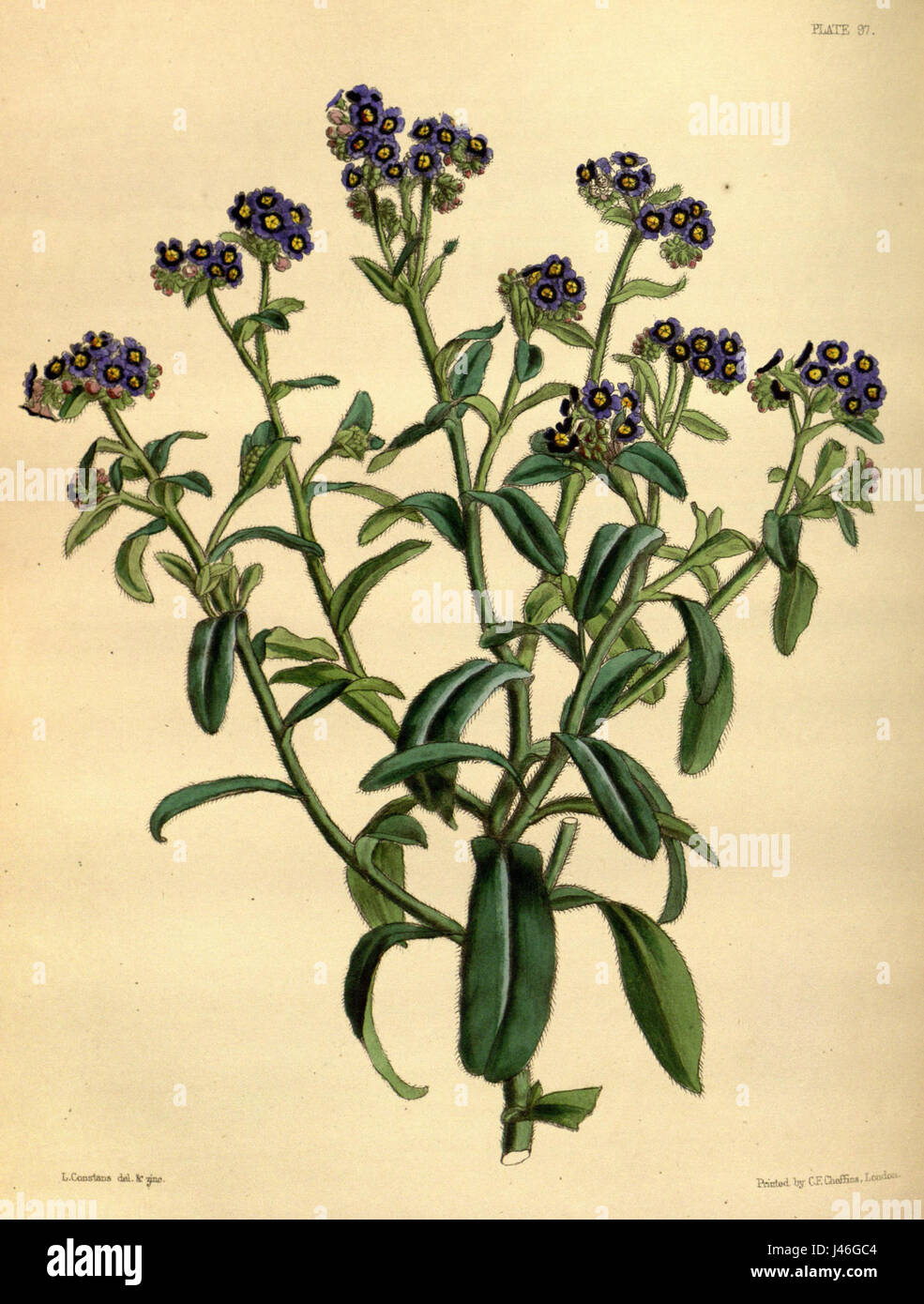 Myosotis azorica est une espèce de Forget-me-not, originaire des Açores. Cette plante est remarquable pour ses fleurs bleues frappantes et est considérée comme un symbole de la région. Paxton 097 fait référence à une publication détaillant ses caractéristiques botaniques, y compris son habitat, sa structure florale et sa classification. Banque D'Images