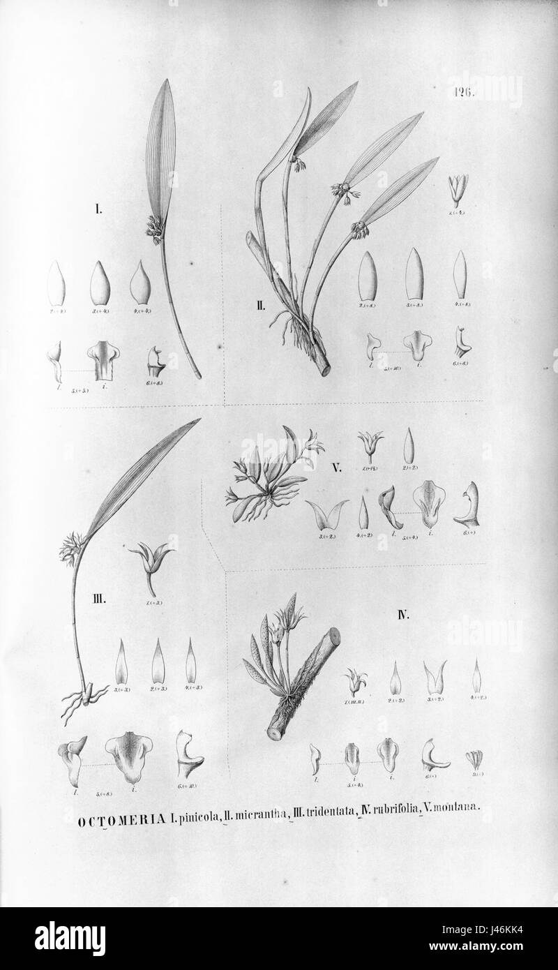 Octomeria pinicola micrantha tridentata rubrifolia FlBr montana 34126 Banque D'Images