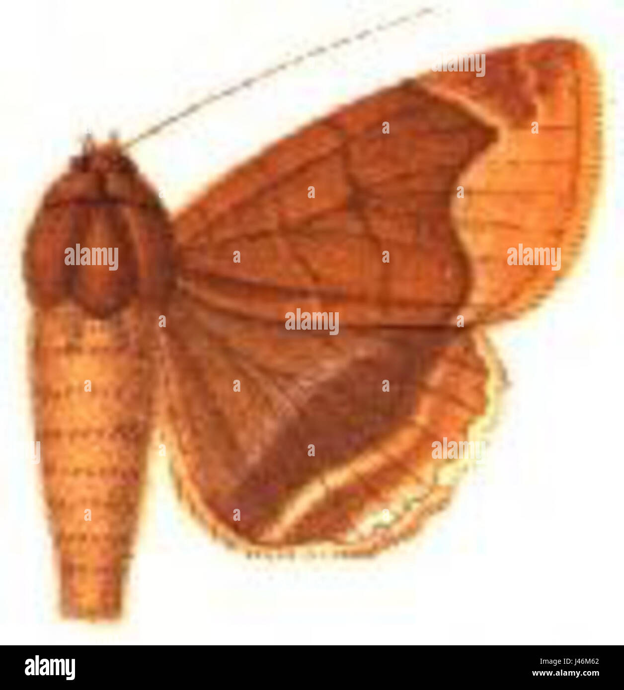 Parallelia monogona est une espèce d'organisme aquatique ou semi-aquatique, pouvant faire référence à un type de plante ou de micro-organisme, remarquable par ses caractéristiques distinctes, telles que sa structure monobonadique et ses préférences en matière d'habitat. Banque D'Images