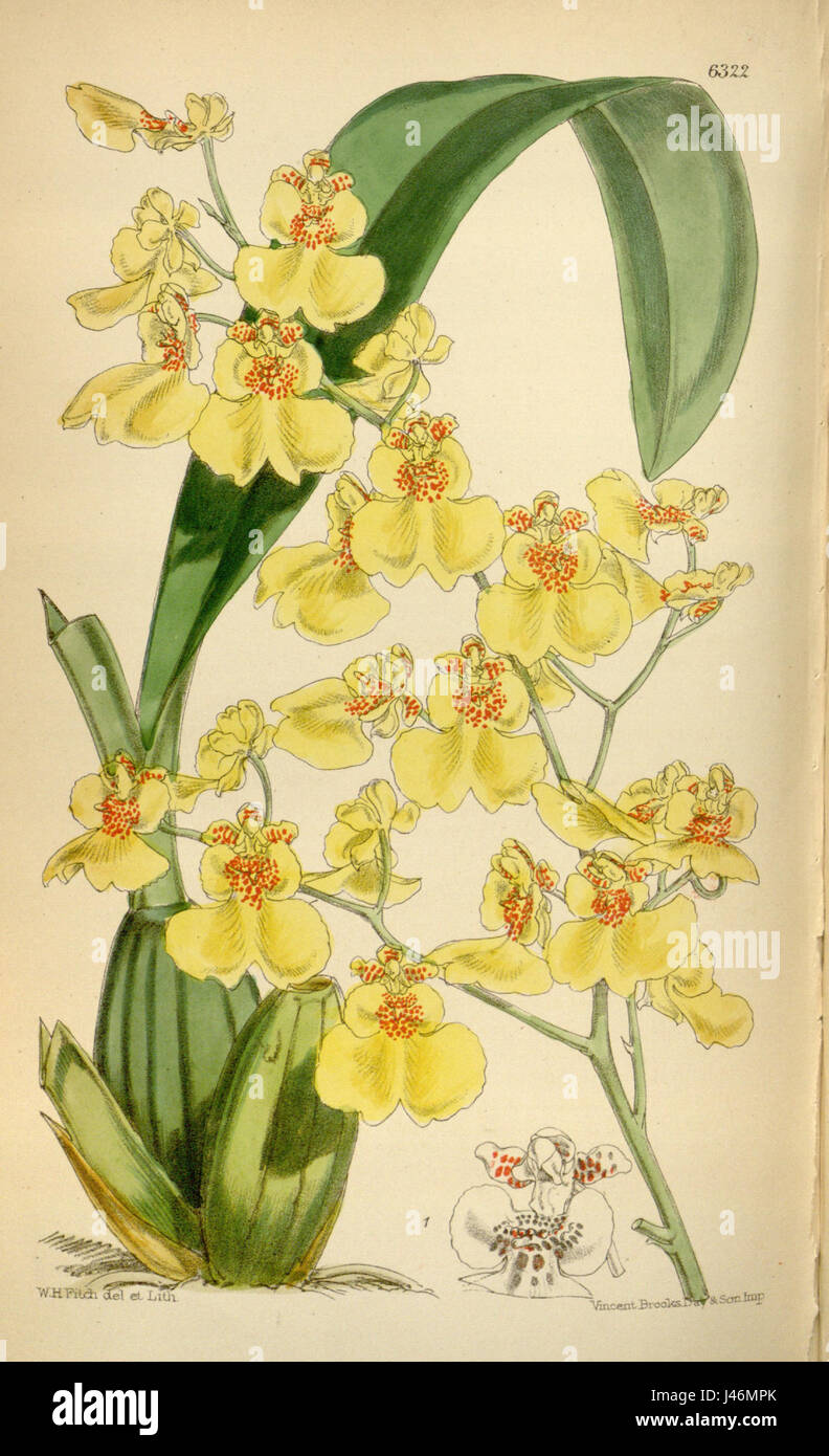 Oncidium varicosum, anciennement connu sous le nom d'Oncidium euxanthinum, est une espèce d'orchidée présentée dans la publication Curtis' Botanical Magazine de 1877. L'orchidée est connue pour son aspect frappant, avec des fleurs vibrantes et à motifs. Il est originaire des régions tropicales et très recherché par les collectionneurs d'orchidées. Banque D'Images