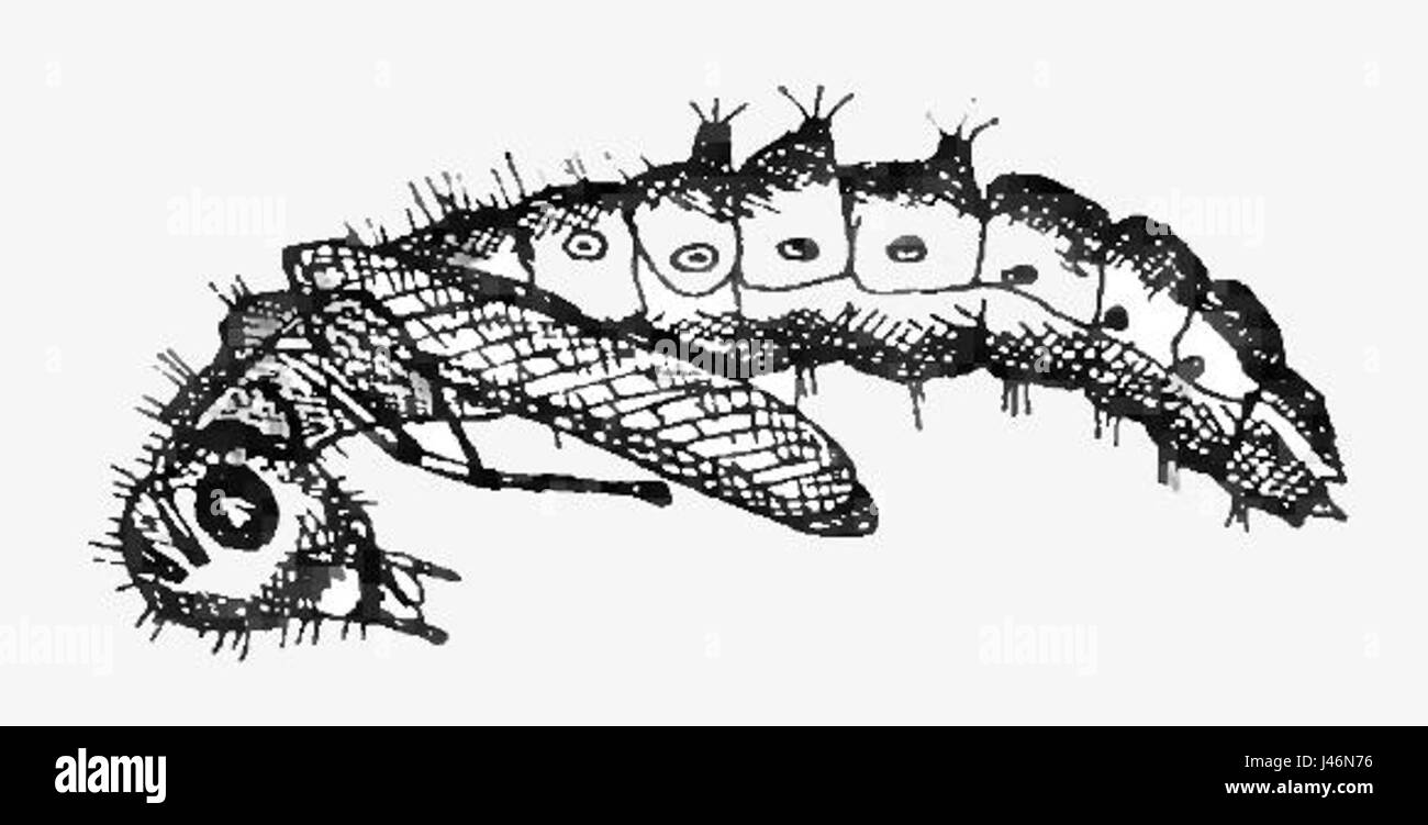 Osmylus pupa est une espèce de papillon de la famille des Riodinidae, connue pour ses ailes distinctives et son habitat indigène dans les régions tropicales. Ce titre fait référence à sa classification et à ses caractéristiques. Banque D'Images