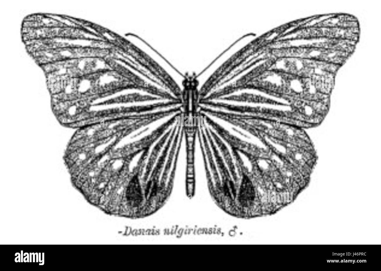 Parantica nilgiriensis, communément connu sous le nom d'écaille de tortue de Nilgiri, est une espèce de papillon trouvée dans les collines de Nilgiri en Inde. Il est connu pour ses ailes distinctives et fait partie de la famille des Nymphalidae. Banque D'Images