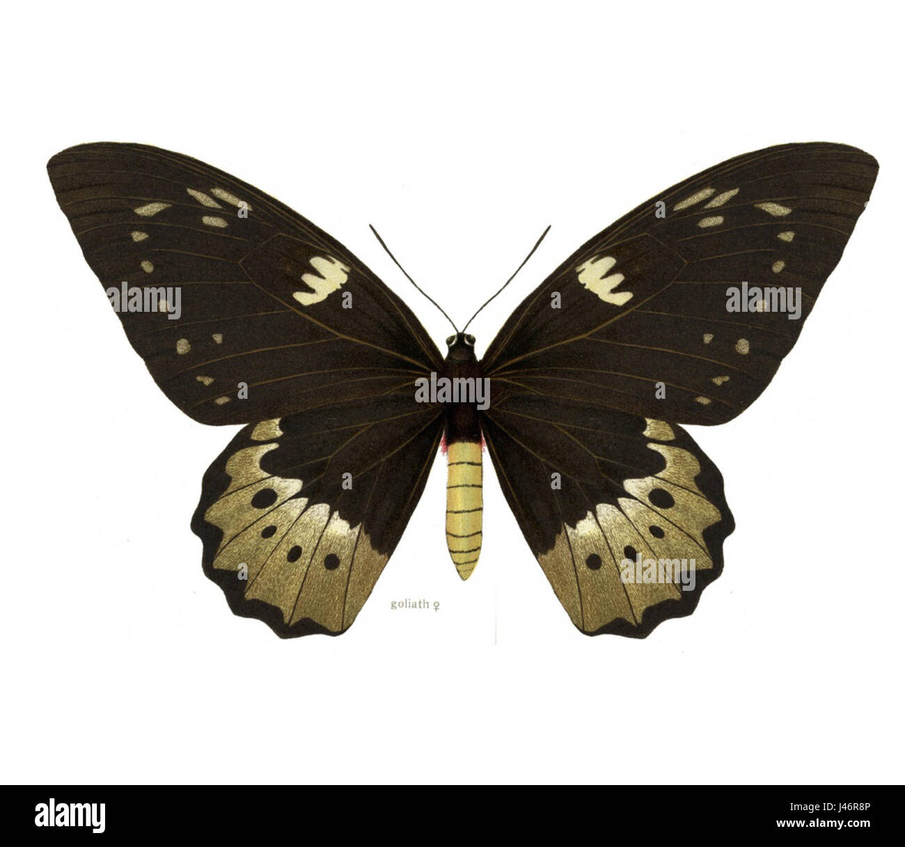 OrnithopteraGoliathFem Banque D'Images