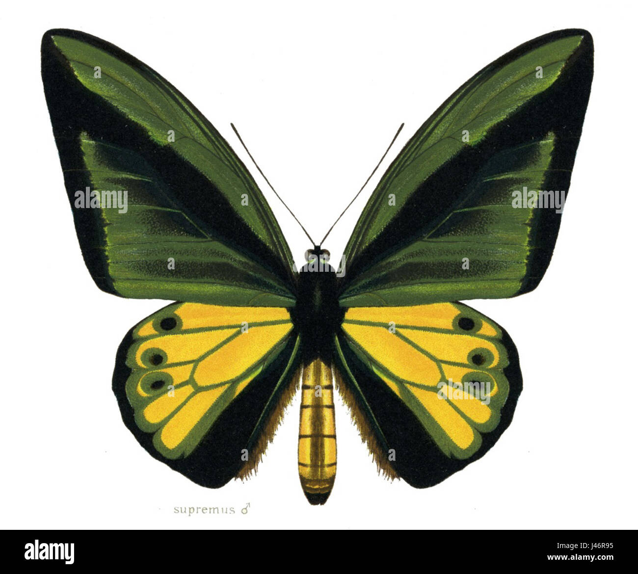 OrnithopteraGoliathSupremusMale Banque D'Images