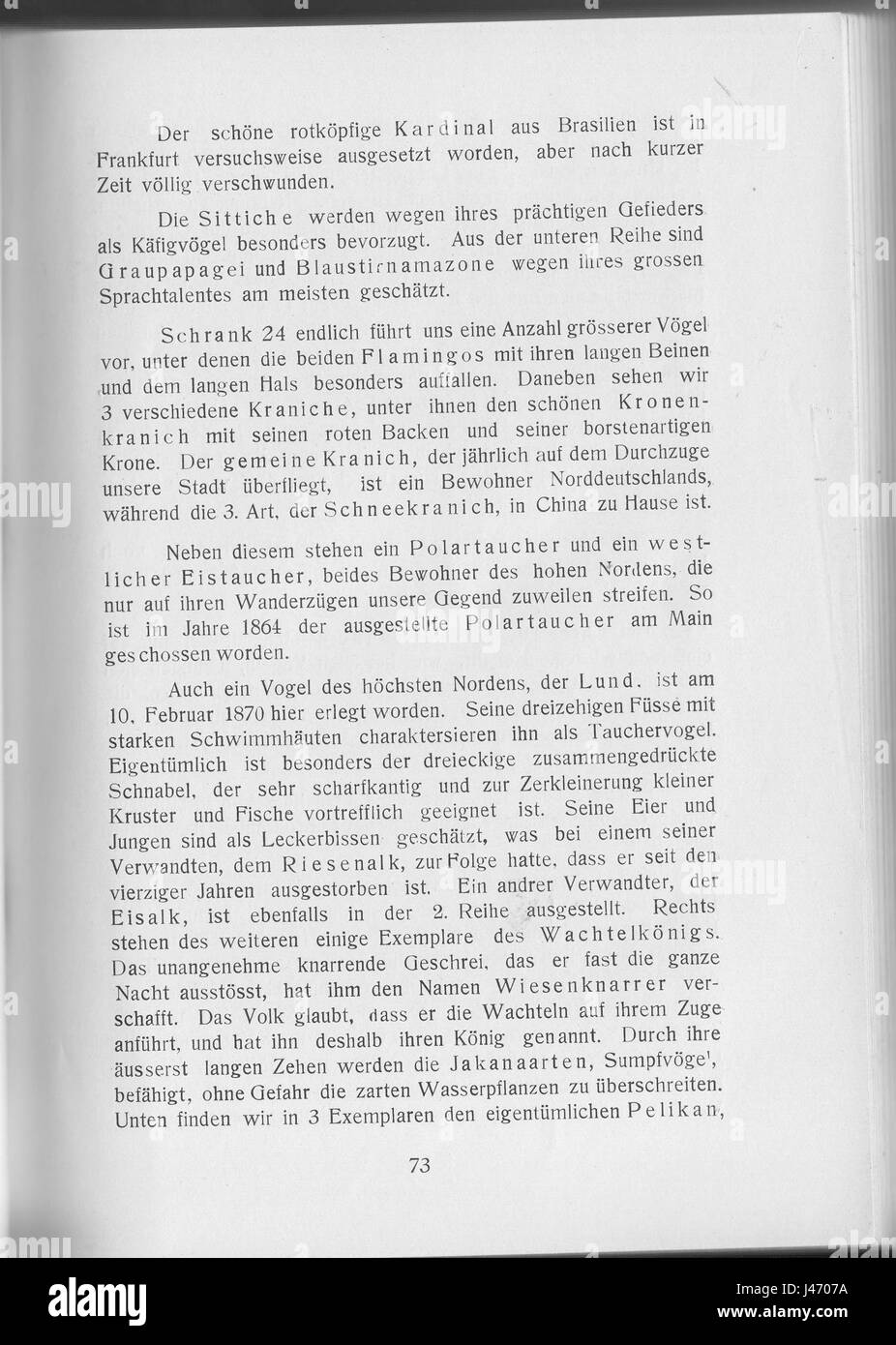 De Joest 1911 073 Banque D'Images