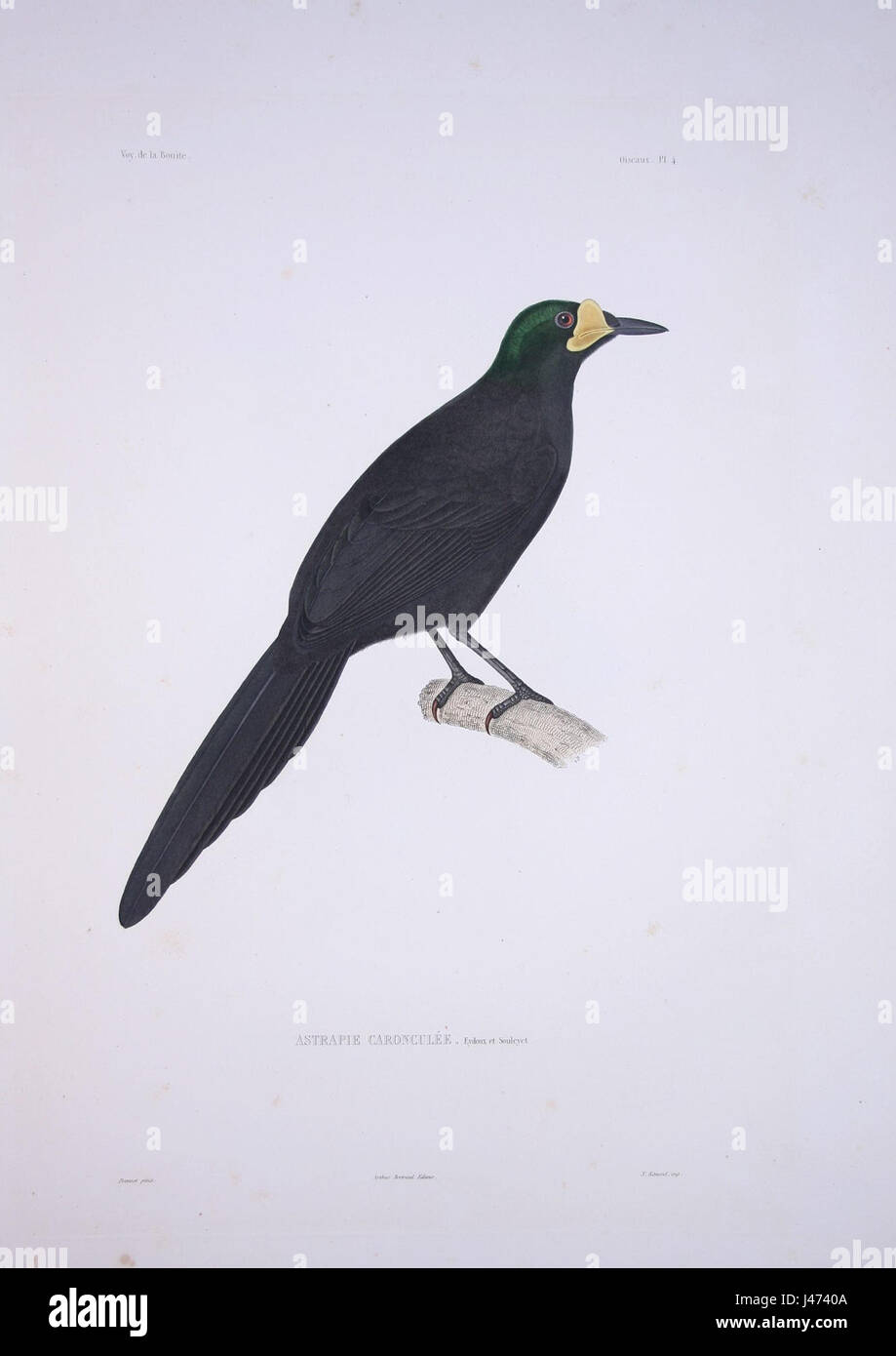 Paradigalla carunculata, également connu sous le nom d'oiseau Bonite, est une espèce connue pour ses caractéristiques physiques frappantes. Cet oiseau est originaire du Pacifique Sud et fait partie de la faune aviaire de la région. Banque D'Images